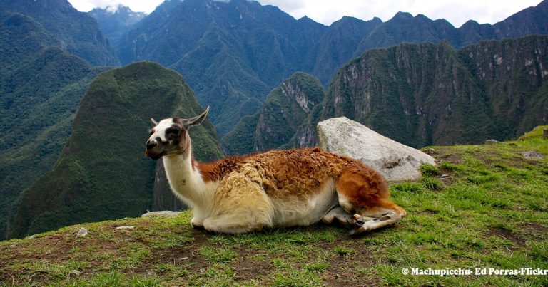 Llama vs Alpaca: Aprende a Diferenciarlos como un Experto en tu Viaje a los Andes de Perú