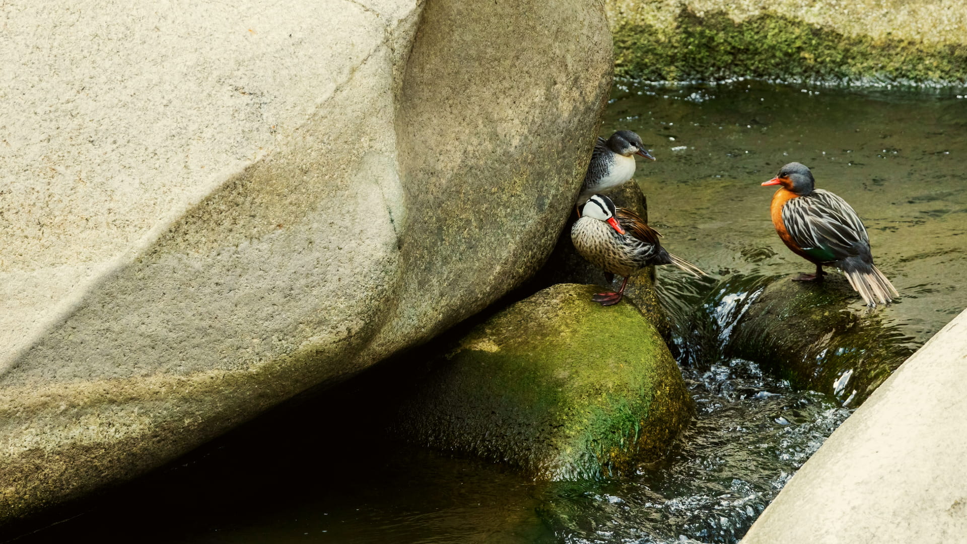 Descubre Un Paraíso Natural: La flora y fauna de Machu Picchu
