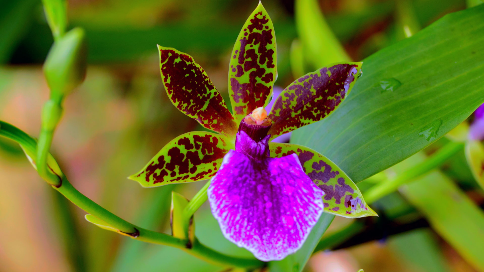 Orquídeas del Camino Inca: Belleza y Espiritualidad Sagrada