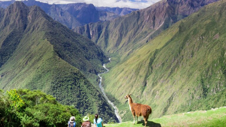 Biodiversidad Camino Inca: Naturaleza Viva en el Corazón de los Andes