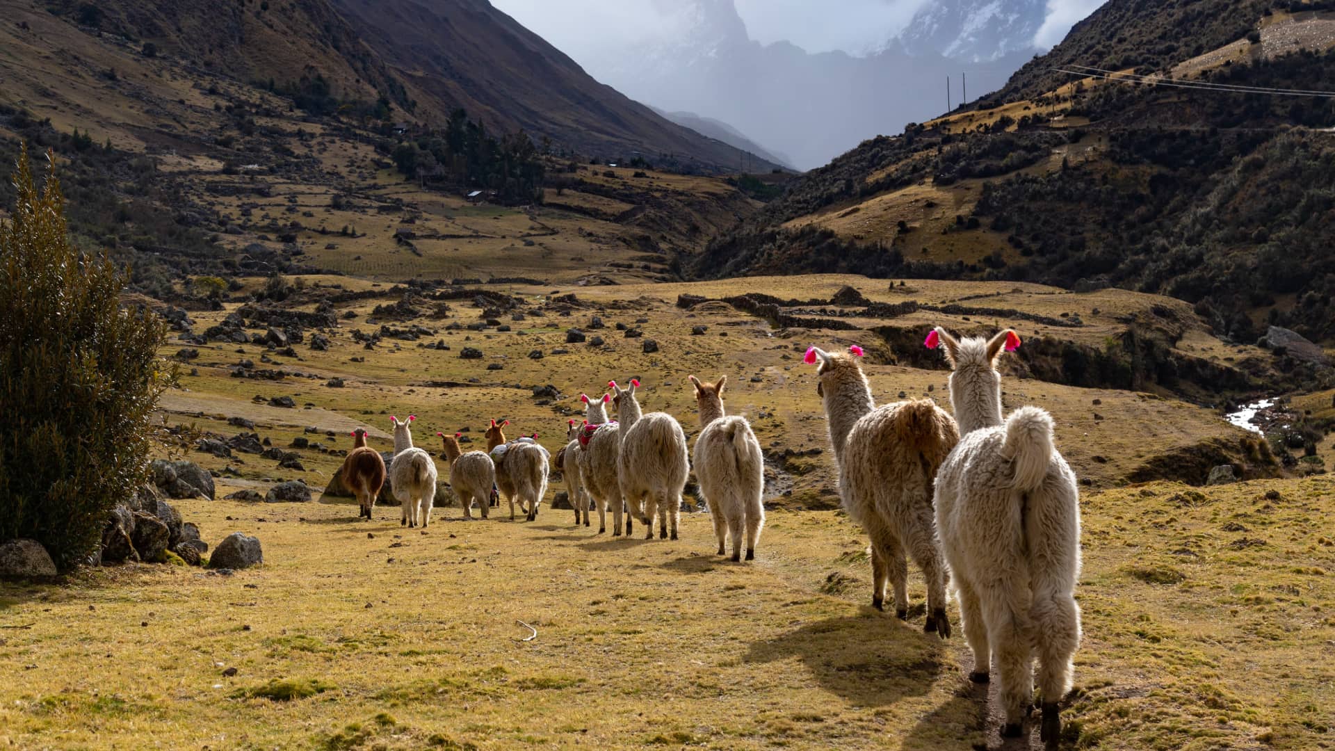 Caminata por el Valle de Lares junto a Nobles Llamas Un rebaño de llamas avanza en fila por un valle de Lares en los Andes, con imponentes montañas y picos nevados al fondo.