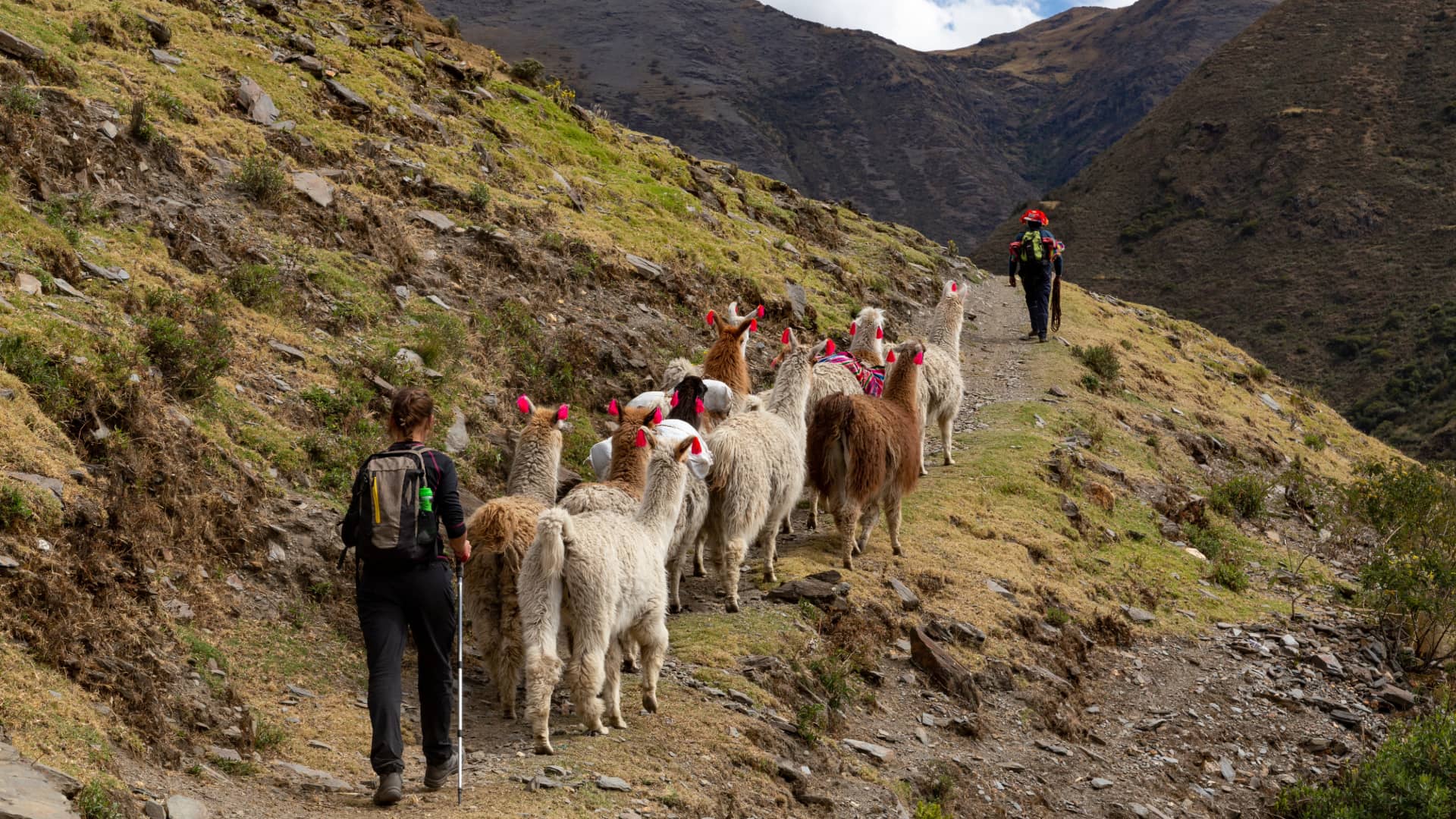 Caminata con Llamas en el valle de Lares por los Senderos Mágicos de Cusco Dos viajeros con mochilas siguen a un grupo de llamas a través de un estrecho camino en las altas montañas del valle de Lares en la región de Cusco.