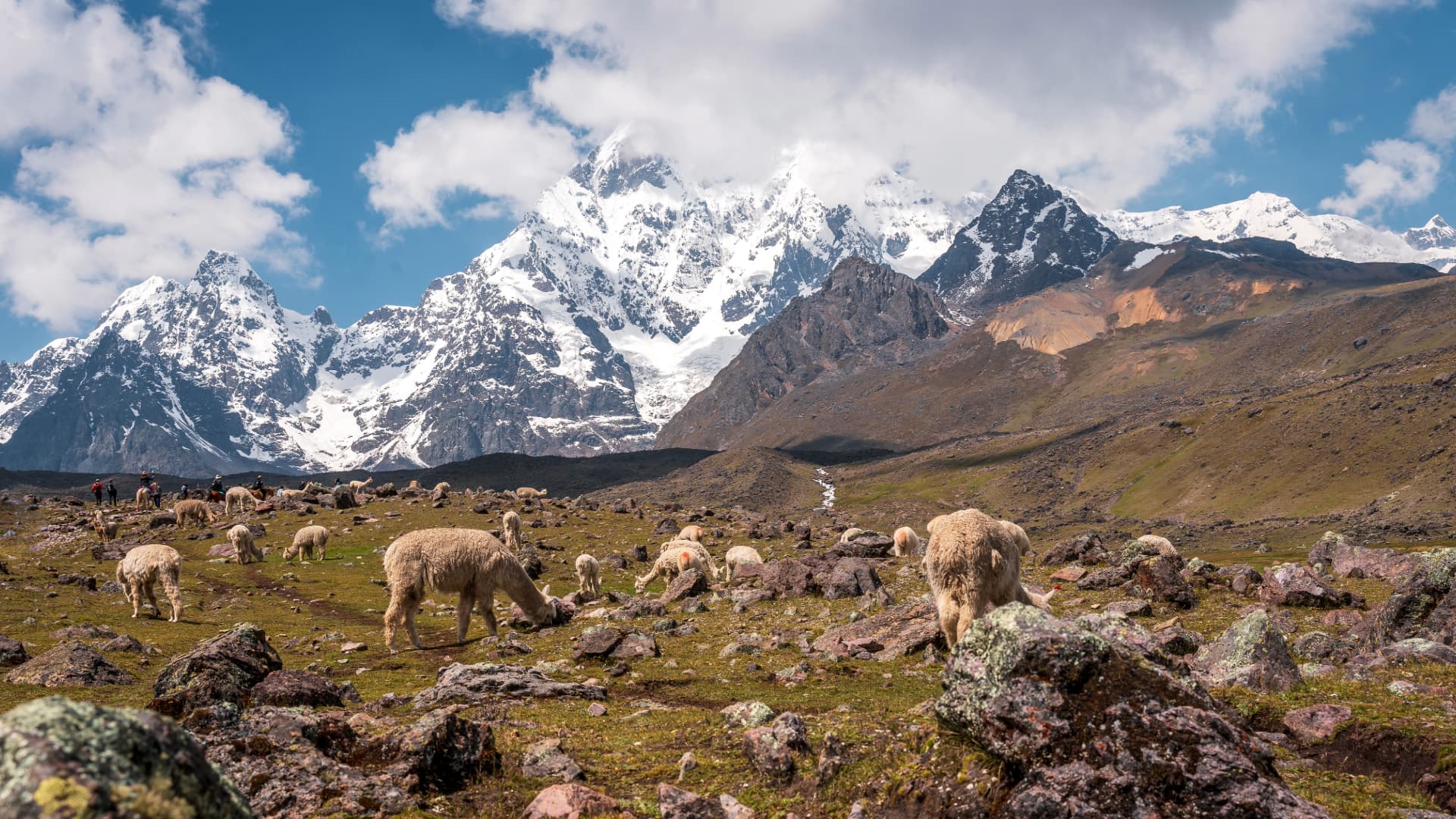 Trekking en Ausangate: Paisajes Andinos y Alpacas Alpacas pastando tranquilamente en un valle verde a los pies del imponente Nevado Ausangate cubierto de nieve en Cusco.